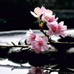 AG Design FTS 0185 kwiat Sakura na kamieniach, papierowa fototapeta 360 x 254 cm 4 części, papier, wielokolorowy, 0,1
