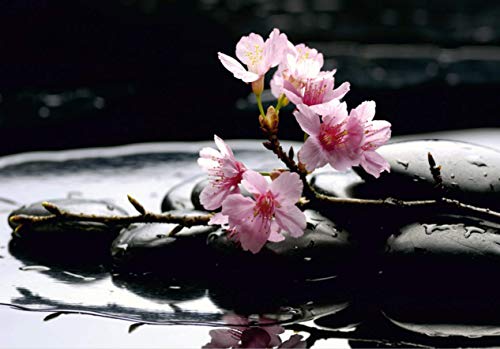 AG Design FTS 0185 kwiat Sakura na kamieniach, papierowa fototapeta 360 x 254 cm 4 części, papier, wielokolorowy, 0,1 AG Design FTS 0185 kwiat Sakura na kamieniach, papierowa fototapeta 360 x 254 cm 4 części, papier, wielokolorowy, 0,1