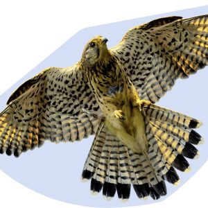 Latawiec jednolinkowy Günther Flugspiele 1230 Latawiec jednolinkowy Günther Flugspiele 1230